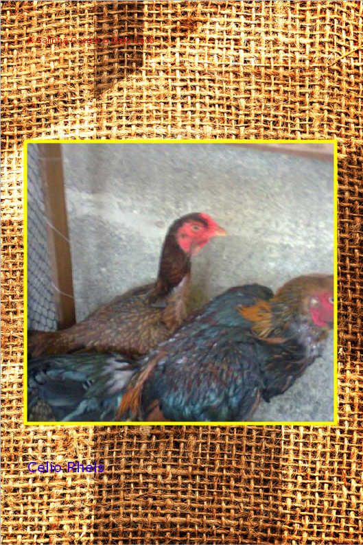 Paralelas que se cruzam