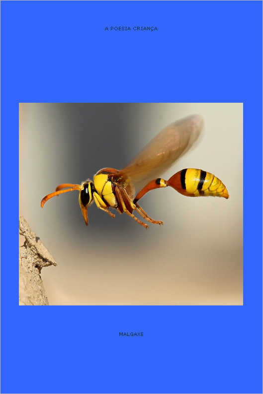 OSCILAÇÕES SAPIENS