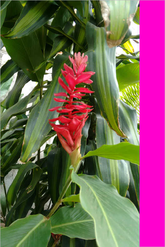 SONHOS, DEVANEIOS E CONCUPISCÊNCIAS